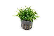 Cryptocoryne Parva aquatic plant from CPA with vibrant green, small-leaf foliage suitable for freshwater aquariums.