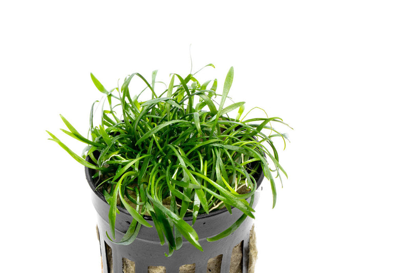 Healthy Cryptocoryne Parva aquatic plant from CPA with vibrant green leaves, ideal for freshwater aquariums.