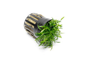 Healthy Cryptocoryne Parva aquatic plant from CPA with bright green leaves, ideal for freshwater aquariums.