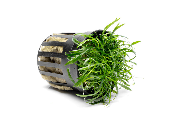 Healthy Cryptocoryne Parva aquatic plant from CPA with vibrant green leaves suitable for freshwater aquariums.