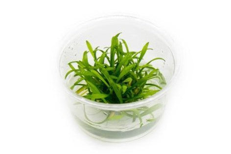 Cryptocoryne Parva Tissue Culture - Small Cup Aquatic Plant - Buce Plant