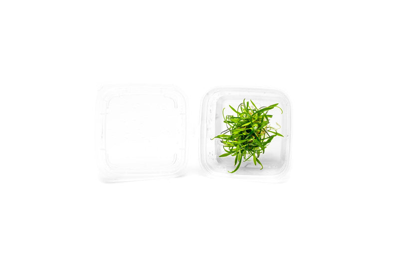 Cryptocoryne Parva Tissue Culture - Small Cup Aquatic Plant - Buce Plant