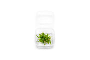 Cryptocoryne Parva Tissue Culture - Small Cup Aquatic Plant - Buce Plant