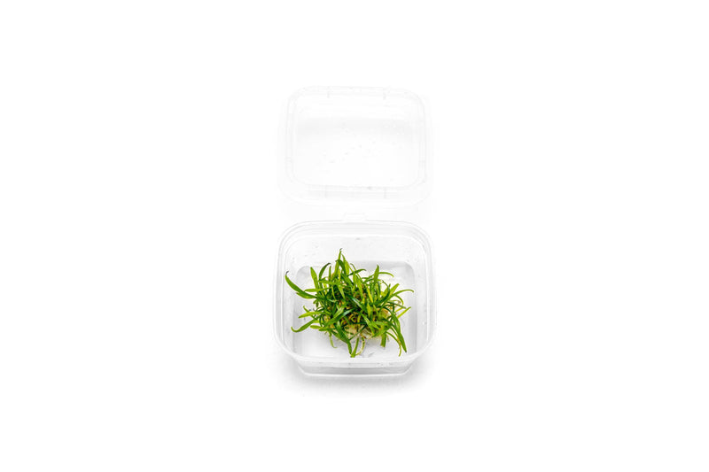 Cryptocoryne Parva Tissue Culture - Small Cup Aquatic Plant - Buce Plant