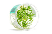 Cryptocoryne Parva UNS Tissue Culture Aquatic Plant - Buce Plant