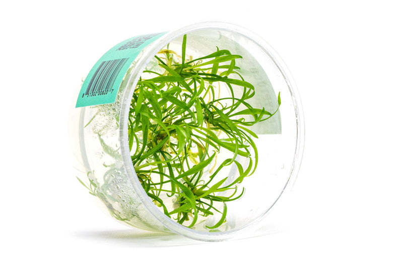 Cryptocoryne Parva UNS Tissue Culture Aquatic Plant - Buce Plant