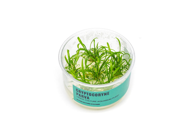 Cryptocoryne Parva UNS Tissue Culture Aquatic Plant - Buce Plant