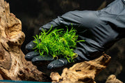 Cryptocoryne Parva UNS Tissue Culture Aquatic Plant - Buce Plant