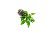 Cryptocoryne Petchii aquatic plant from CPA with green, elongated leaves, ideal for freshwater aquarium decoration.