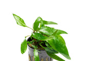 Cryptocoryne Petchii aquatic plant from CPA, showing lush green leaves with ruffled edges in a freshwater aquarium setting.