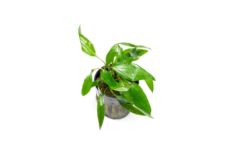 Cryptocoryne Petchii aquatic plant from CPA, featuring lush green leaves and compact growth suitable for freshwater aquariums.
