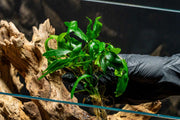 Healthy Cryptocoryne Petchii aquatic plant from CPA with green, broad leaves suitable for freshwater aquariums.