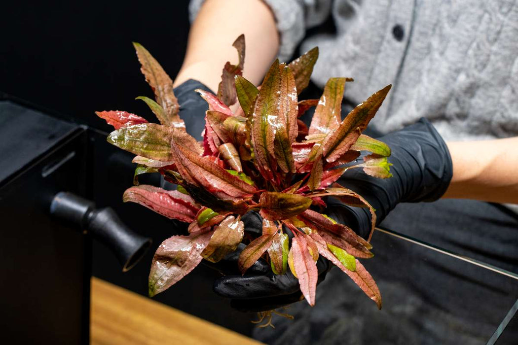 Cryptocoryne Pink Flamingo Cryptocoryne - Buce Plant
