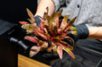 Cryptocoryne Pink Flamingo Cryptocoryne - Buce Plant