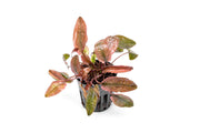 Cryptocoryne Pink Flamingo aquatic plant with vibrant pink and green leaves, suitable for freshwater aquariums.