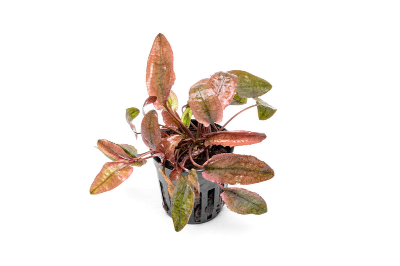 Cryptocoryne Pink Flamingo aquatic plant with vibrant pink and green leaves, suitable for freshwater aquariums.