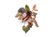 Cryptocoryne Pink Flamingo aquatic plant from CPA with vibrant pink and green leaves, suitable for freshwater aquariums.