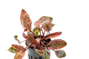 Cryptocoryne Pink Flamingo aquatic plant from CPA with vibrant pink and green leaves, suitable for freshwater aquariums.