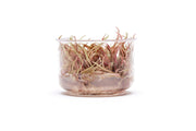 Cryptocoryne Pink Flamingo UNS Tissue Culture Aquatic Plant - Buce Plant