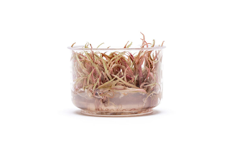 Cryptocoryne Pink Flamingo UNS Tissue Culture Aquatic Plant - Buce Plant