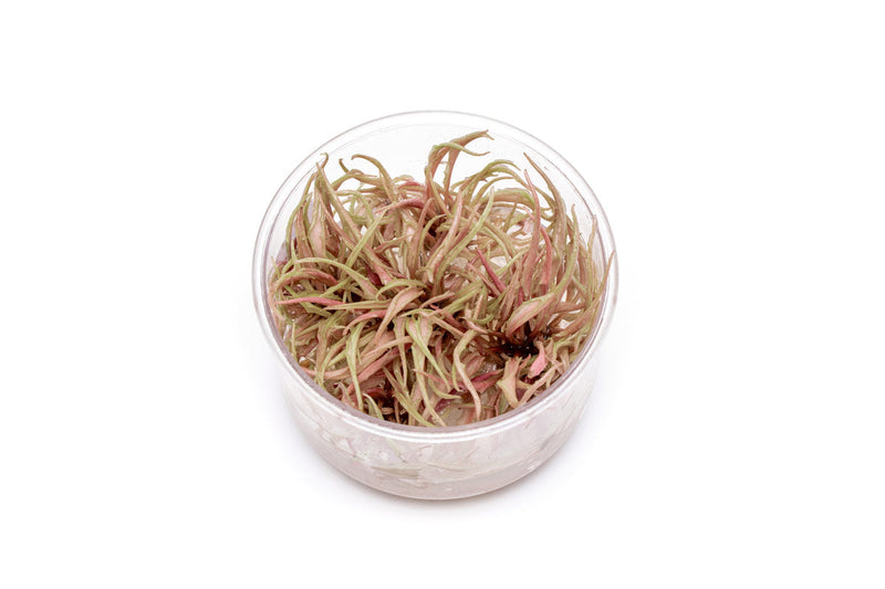 Cryptocoryne Pink Flamingo UNS Tissue Culture Aquatic Plant - Buce Plant