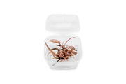 Cryptocoryne Pink Flamingo UNS Tissue Culture Aquatic Plant - Buce Plant