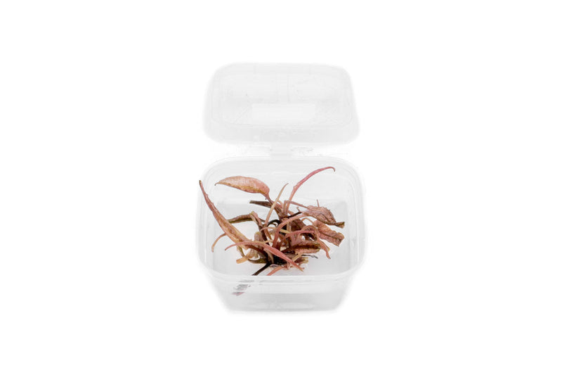 Cryptocoryne Pink Flamingo UNS Tissue Culture Aquatic Plant - Buce Plant