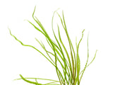 Cryptocoryne Retrospiralis Cryptocoryne - Buce Plant