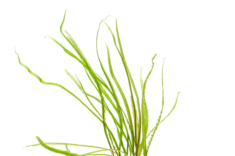 Cryptocoryne Retrospiralis Cryptocoryne - Buce Plant