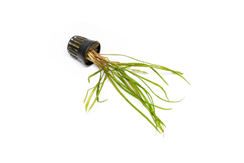 Cryptocoryne Retrospiralis Cryptocoryne - Buce Plant