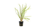 Cryptocoryne Retrospiralis Cryptocoryne - Buce Plant