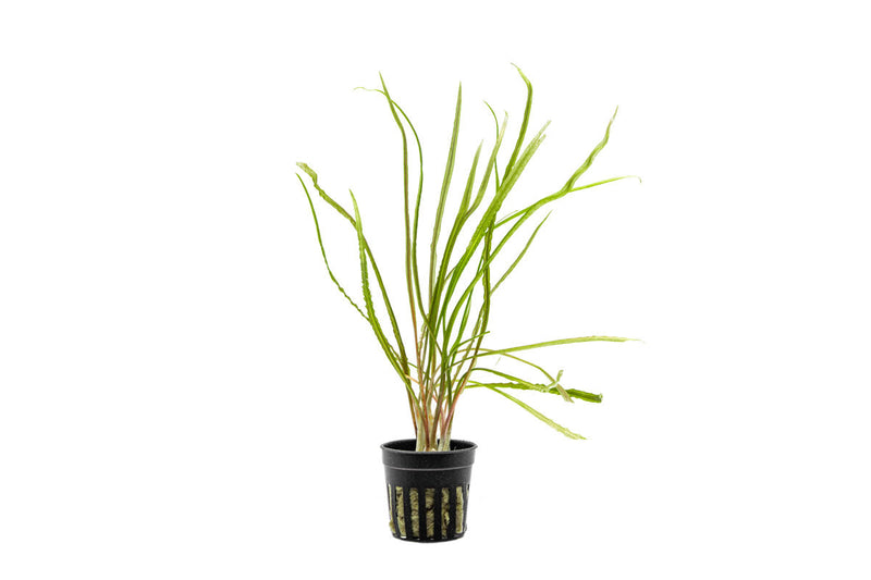 Cryptocoryne Retrospiralis Cryptocoryne - Buce Plant