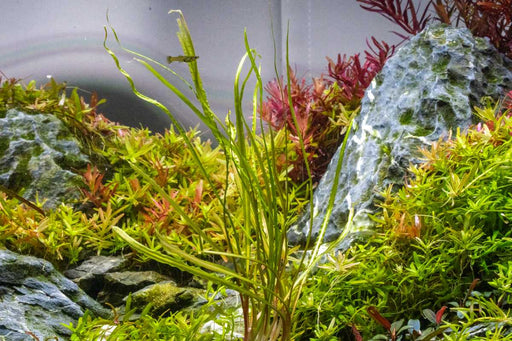 Cryptocoryne Retrospiralis Cryptocoryne - Buce Plant
