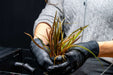 Cryptocoryne Retrospiralis Cryptocoryne - Buce Plant