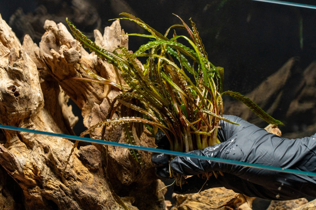 Cryptocoryne retrospiralis
