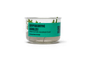 Cryptocoryne Schulzei UNS Tissue Culture Aquatic Plant - Buce Plant