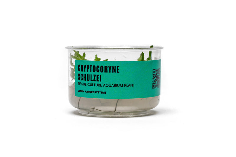 Cryptocoryne Schulzei UNS Tissue Culture Aquatic Plant - Buce Plant