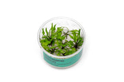 Cryptocoryne Schulzei UNS Tissue Culture Aquatic Plant - Buce Plant