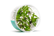 Cryptocoryne Schulzei UNS Tissue Culture Aquatic Plant - Buce Plant