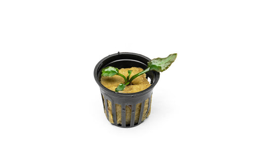 Cryptocoryne Silver Queen