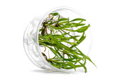 Cryptocoryne Spiralis 'Jwala' UNS Tissue Culture Aquatic Plant - Buce Plant