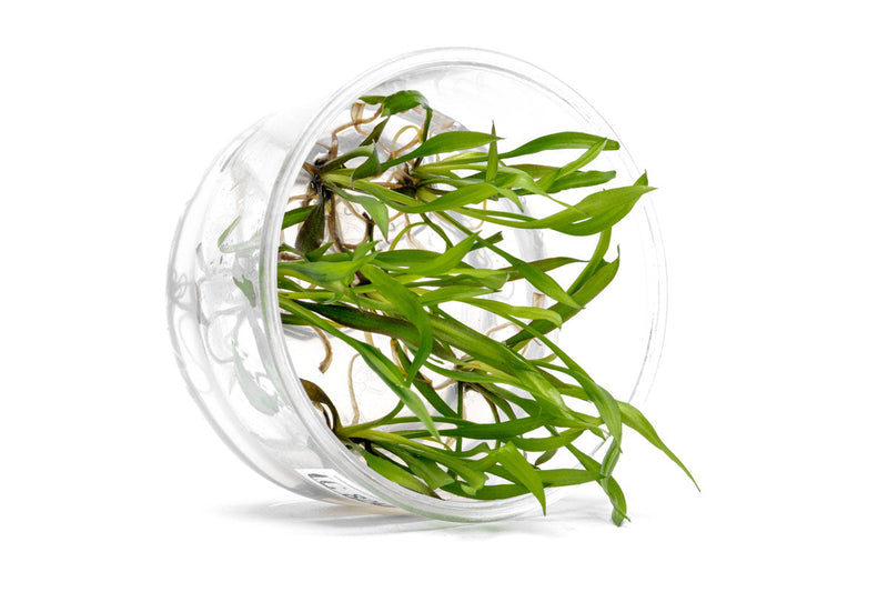 Cryptocoryne Spiralis 'Jwala' UNS Tissue Culture Aquatic Plant - Buce Plant