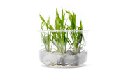 Cryptocoryne Spiralis 'Jwala' UNS Tissue Culture Aquatic Plant - Buce Plant