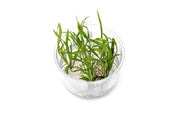 Cryptocoryne Spiralis 'Jwala' UNS Tissue Culture Aquatic Plant - Buce Plant
