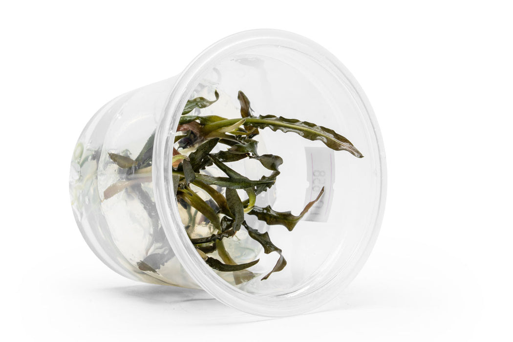 Cryptocoryne Spiralis 'Nari' aquatic plant in tissue culture by UNSTC, with green, curling leaves suitable for freshwater aquariums.