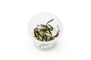 Cryptocoryne Spiralis 'Nari' UNS Tissue Culture Aquatic Plant - Buce Plant