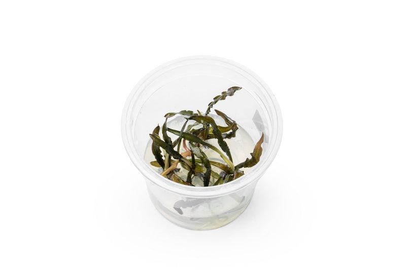 Cryptocoryne Spiralis 'Nari' UNS Tissue Culture Aquatic Plant - Buce Plant