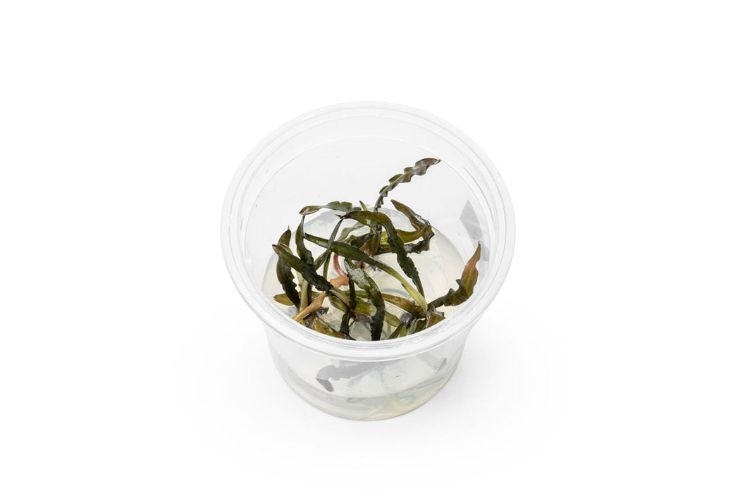 Cryptocoryne Spiralis 'Nari' aquatic plant in tissue culture, featuring wavy green leaves, from UNSTC.