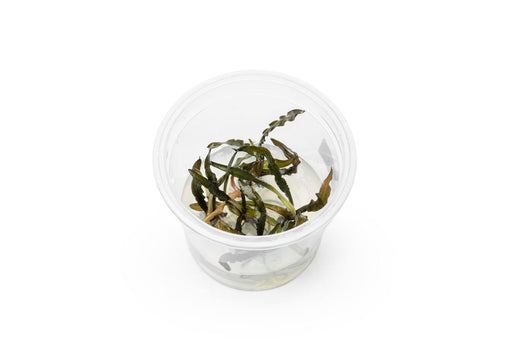 Cryptocoryne Spiralis 'Nari' aquatic plant in tissue culture, featuring wavy green leaves, from UNSTC.