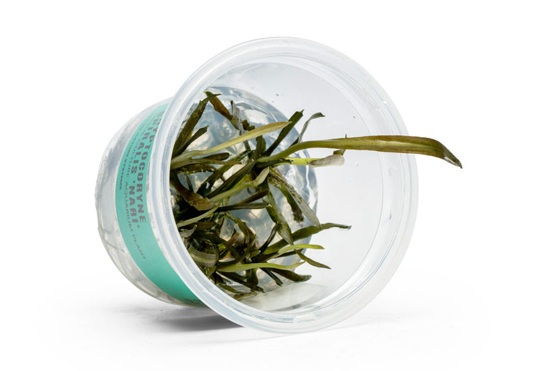 Cryptocoryne Spiralis 'Nari' UNS Tissue Culture